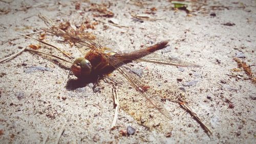 Close-up of insect