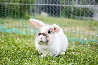 Close-up of a rabbit on field