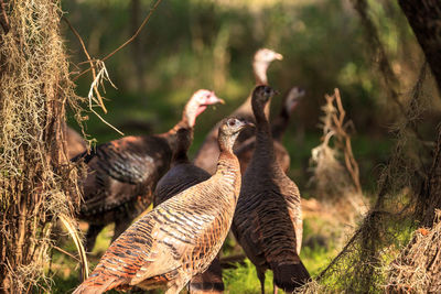 Close-up of birds on field