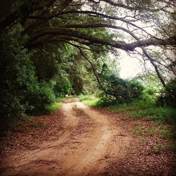 Dirt road amidst trees at beach