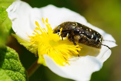 Close-up of beetle on yellow flower