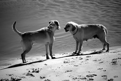 Dogs fighting at beach