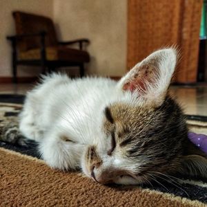 Close-up of cat sleeping at home