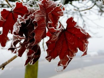 Close-up of red leaves on branch