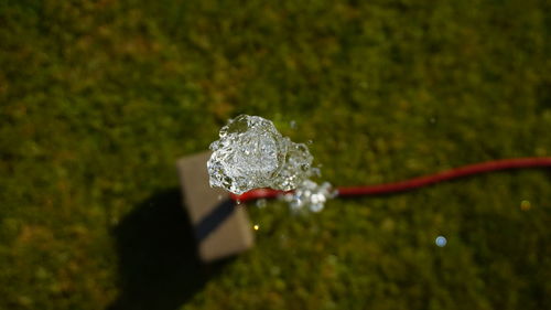 Close-up of wet holding plant