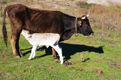 Cow standing in a field