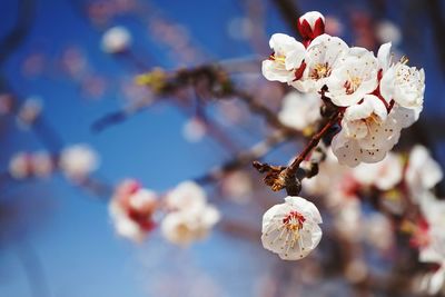 Close-up of cherry blossom