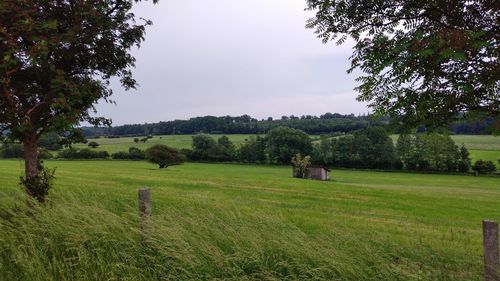 Scenic view of agricultural field against sky