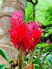 Close-up of red flowering plant