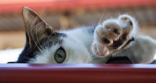 Close-up portrait of a cat