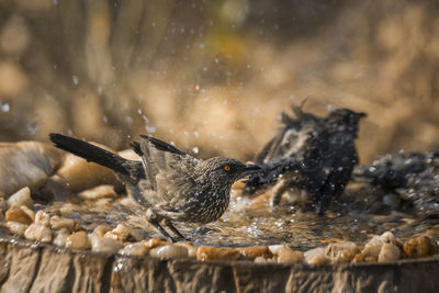 View of birds in water