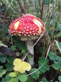 Close-up of fly agaric mushroom growing on field