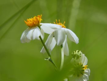 Close-up of white flowering plant