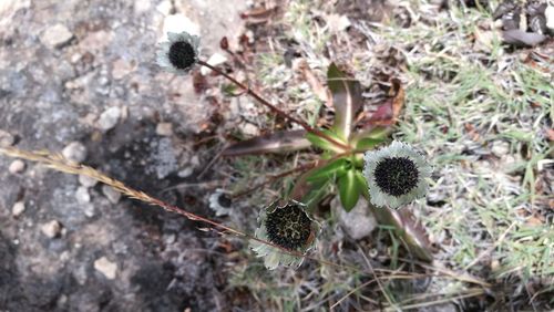 Close-up of plant