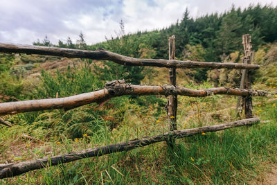 Fence by trees on field against sky