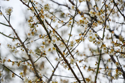 Low angle view of white flowers on tree