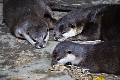High angle view of otters sleeping on the ground