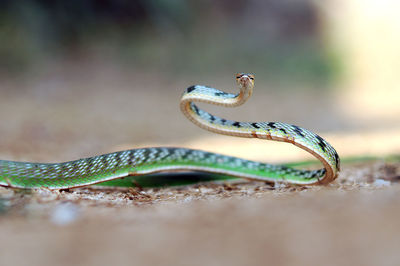 Close-up of snake