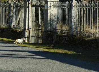 Close-up of dog