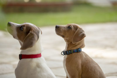 Two young jack russell terrier looking up and waiting to be fed outdoors.