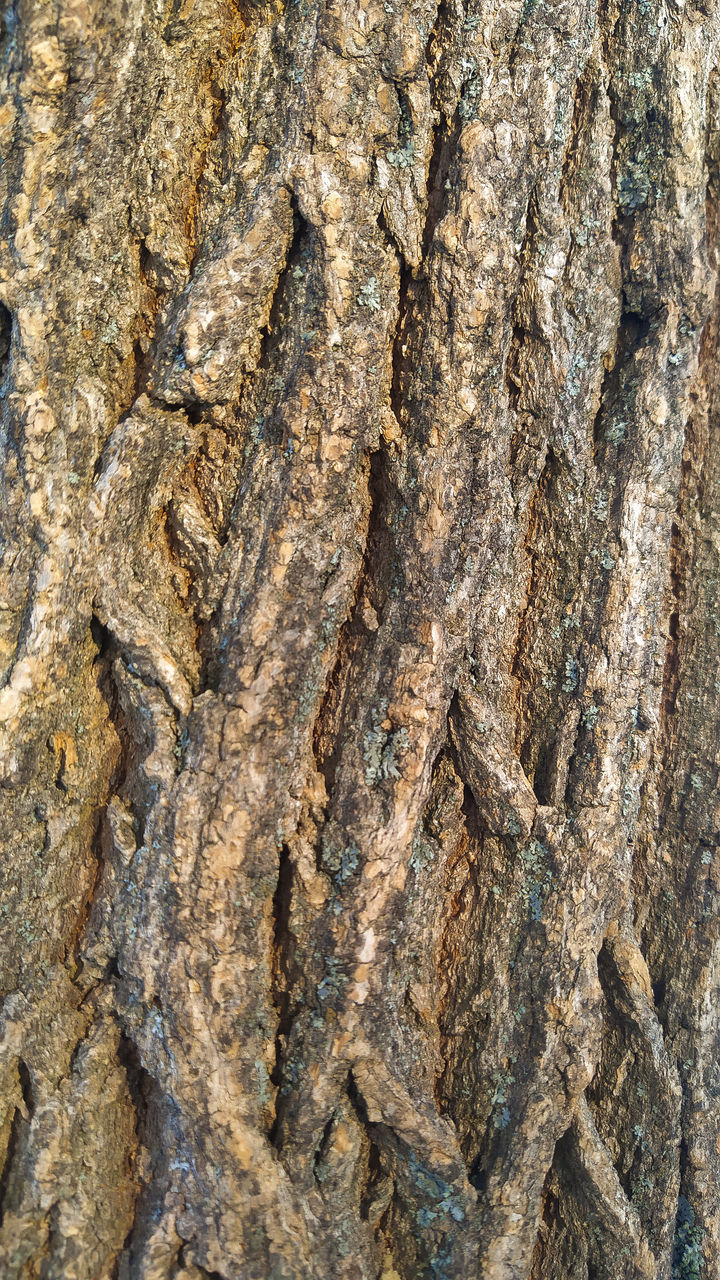 DETAIL SHOT OF TREE TRUNK