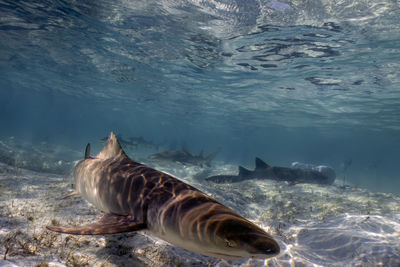 wildlife