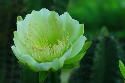 Close-up of flowering plant