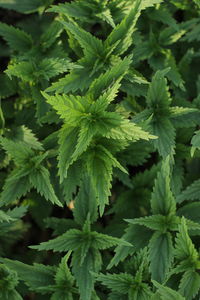 Full frame shot of fresh green plants