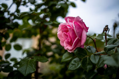 Close-up of pink rose