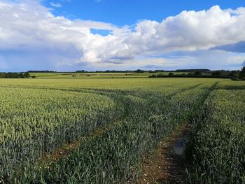 Scenic view of agricultural field against sky