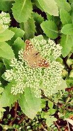 Close-up of butterfly pollinating on flower