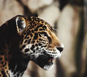 Close-up of jaguar looking away