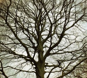 Low angle view of bare trees against sky