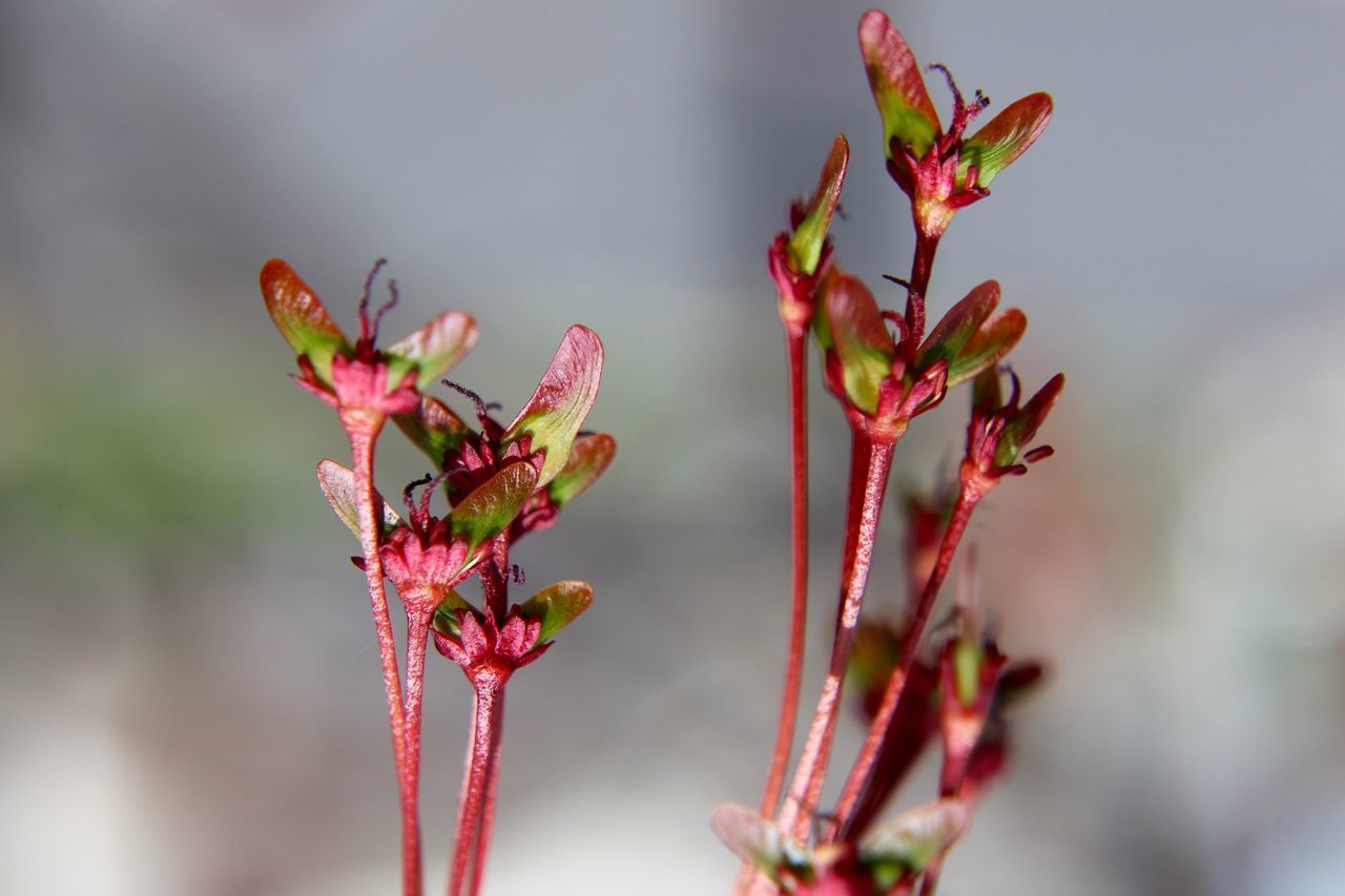 CLOSE-UP OF PINK FLOWER BUDS GROWING ON PLANT