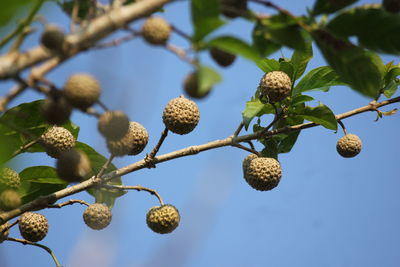 Low angle view of flowering plant against blue sky
