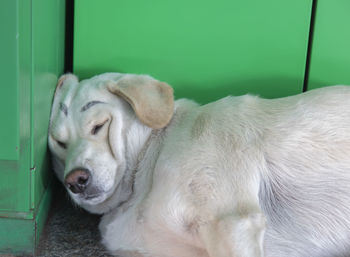 Close-up of a dog sleeping