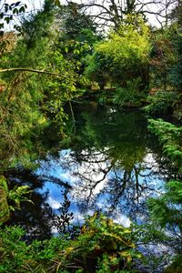 Scenic view of lake in forest