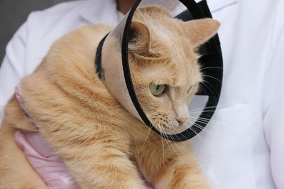 A red-haired cat in a protective collar is in the hands of a veterinarian. treatment of pets.