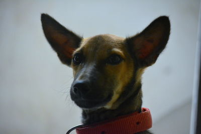 Close-up of dog looking at home