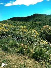 Plants growing on field