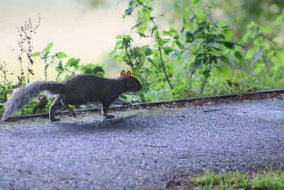 Cat on road by plants