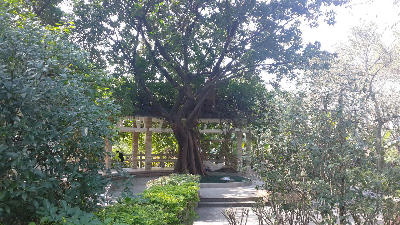 tree, growth, the way forward, plant, nature, tranquility, park - man made space, green color, footpath, beauty in nature, branch, tranquil scene, walkway, steps, leaf, day, sunlight, empty, no people, scenics