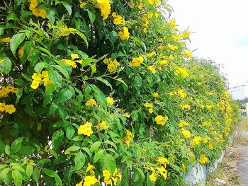 Close up of yellow flowers