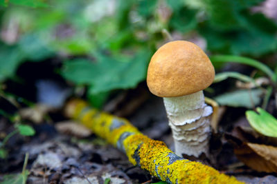 Close-up of mushroom growing on field