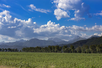 Scenic view of field against sky