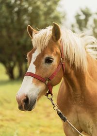 Close-up of horse standing on field