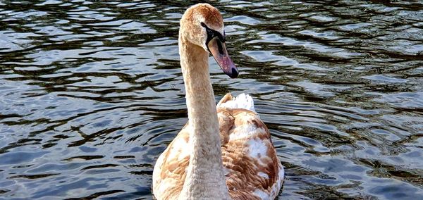 Swan swimming in lake