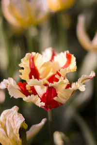 Close-up of red flowering plant