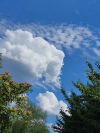 Low angle view of trees against sky