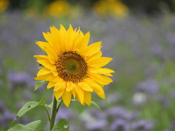 Close-up of yellow sunflower
